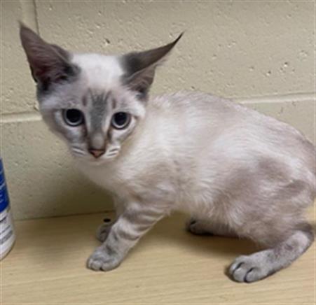 adoptable Cat in Sacramento, CA named A697153