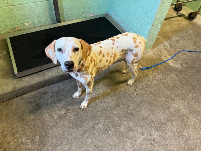 adoptable Dog in Sacramento, CA named A697180