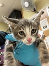 adoptable Cat in Sacramento, CA named A697625