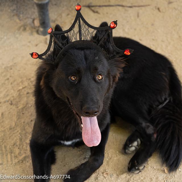 adoptable Dog in Sacramento, CA named EDWARD SCISSORHANDS