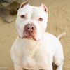 adoptable Dog in Sacramento, CA named DECHRA