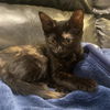 adoptable Cat in Sacramento, CA named URSULA