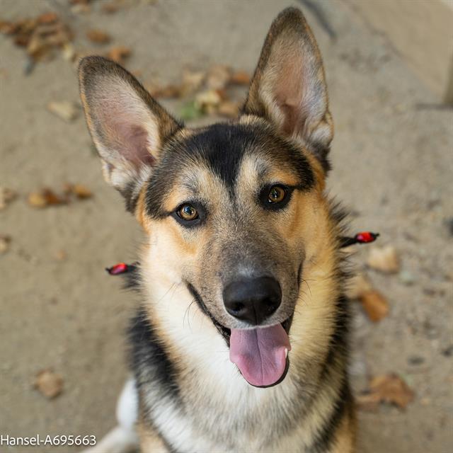 adoptable Dog in Sacramento, CA named HANSEL