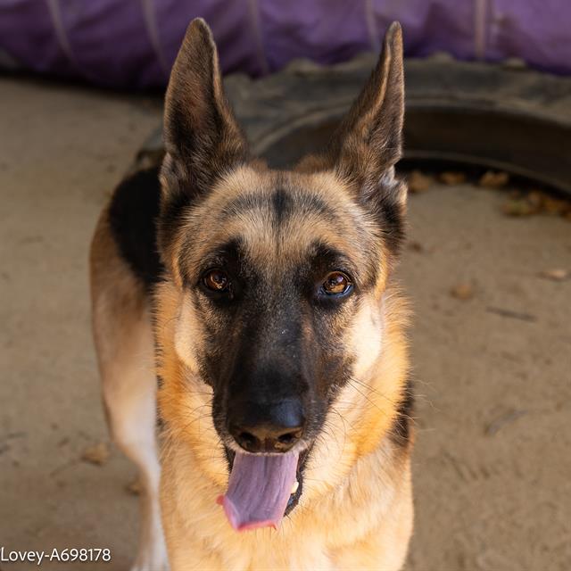 adoptable Dog in Sacramento, CA named LOVEY