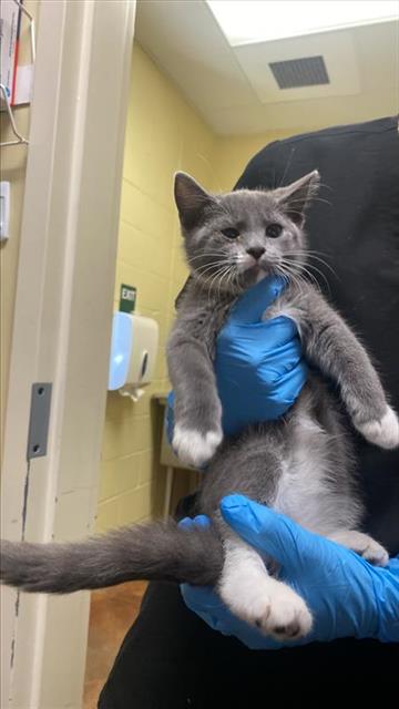 picture of the cat needing adoption