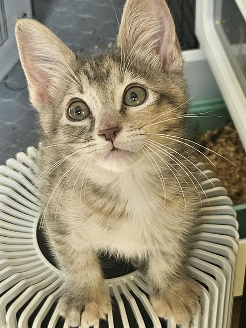 picture of the cat needing adoption