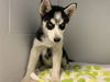 adoptable Dog in  named ZORRO
