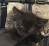 adoptable Cat in Sacramento, CA named BELLA