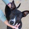 adoptable Dog in Sacramento, CA named ELLE