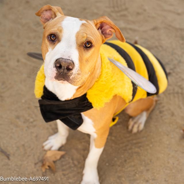 adoptable Dog in Sacramento, CA named BUMBLEBEE