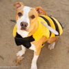 adoptable Dog in Sacramento, CA named BUMBLEBEE