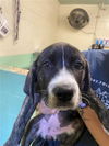 adoptable Dog in Sacramento, CA named WILLOW