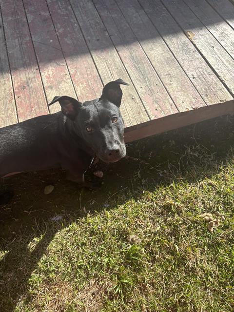 adoptable Dog in Sacramento, CA named MOCHA