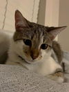 adoptable Cat in Sacramento, CA named PEPPER
