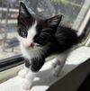 adoptable Cat in Sacramento, CA named CALI