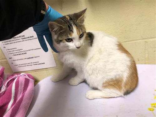 picture of the cat needing adoption