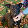 adoptable Dog in Sacramento, CA named BEEZLE