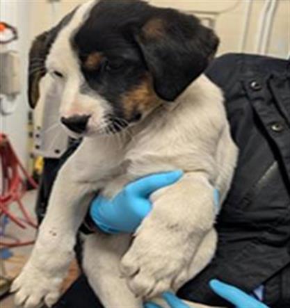 adoptable Dog in Sacramento, CA named A701826