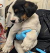 adoptable Dog in Sacramento, CA named A701826