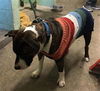 adoptable Dog in Sacramento, CA named RUTHLESS