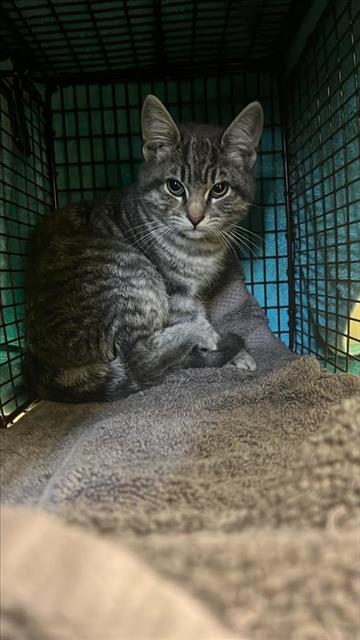 picture of the cat needing adoption