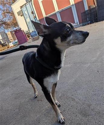 adoptable Dog in Sacramento, CA named A702261