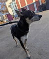 adoptable Dog in Sacramento, CA named A702261
