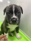 adoptable Dog in Sacramento, CA named JUSTAS