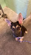 adoptable Dog in Sacramento, CA named PARKER