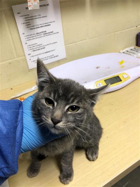 picture of the cat needing adoption