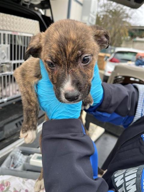 adoptable Dog in Sacramento, CA named GZA