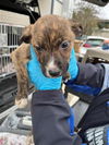 adoptable Dog in Sacramento, CA named GZA
