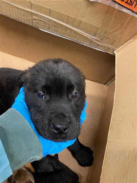 adoptable Dog in Sacramento, CA named BRUCE