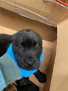 adoptable Dog in Sacramento, CA named BRUCE