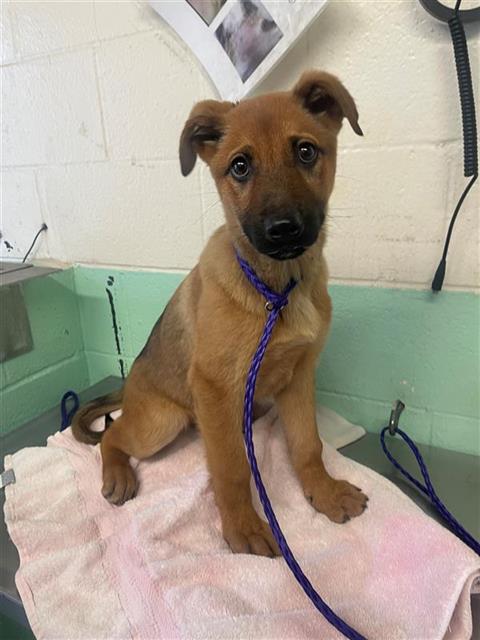 adoptable Dog in Sacramento, CA named CHLOE