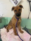 adoptable Dog in Sacramento, CA named CHLOE