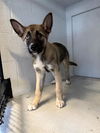 adoptable Dog in Sacramento, CA named NOVA