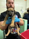 adoptable Dog in Sacramento, CA named BOYSENBERRY