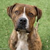 adoptable Dog in  named BOLO