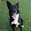 adoptable Dog in Sacramento, CA named ROSIE