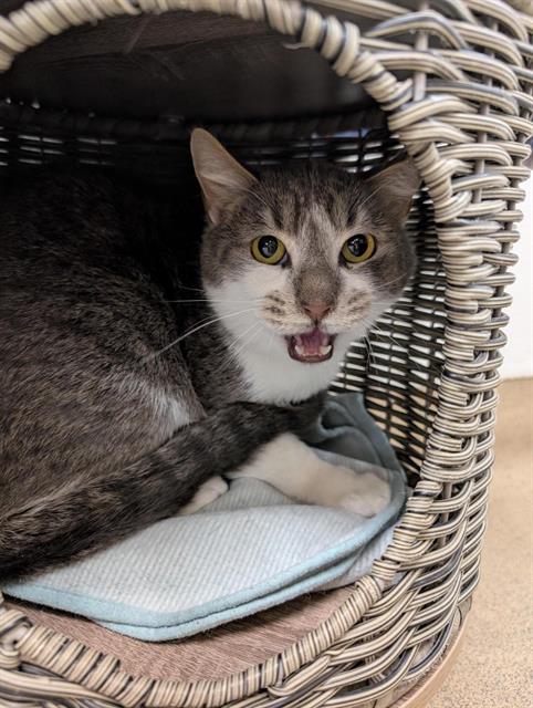 picture of the cat needing adoption