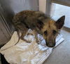 adoptable Dog in Sacramento, CA named JULIA