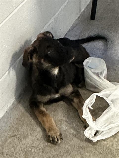 adoptable Dog in Sacramento, CA named A689600