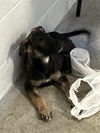adoptable Dog in Sacramento, CA named A689600