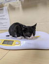 adoptable Cat in Sacramento, CA named CLARABELLE