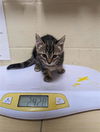 adoptable Cat in Sacramento, CA named FLIK