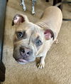 adoptable Dog in Sacramento, CA named TOMMY
