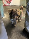 adoptable Dog in Sacramento, CA named CHEWIE