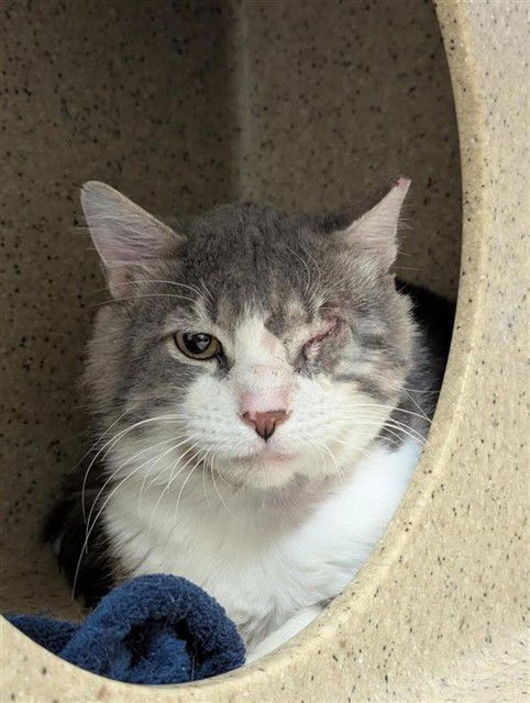picture of the cat needing adoption