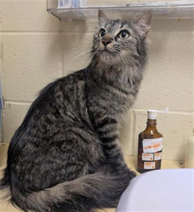 picture of the cat needing adoption